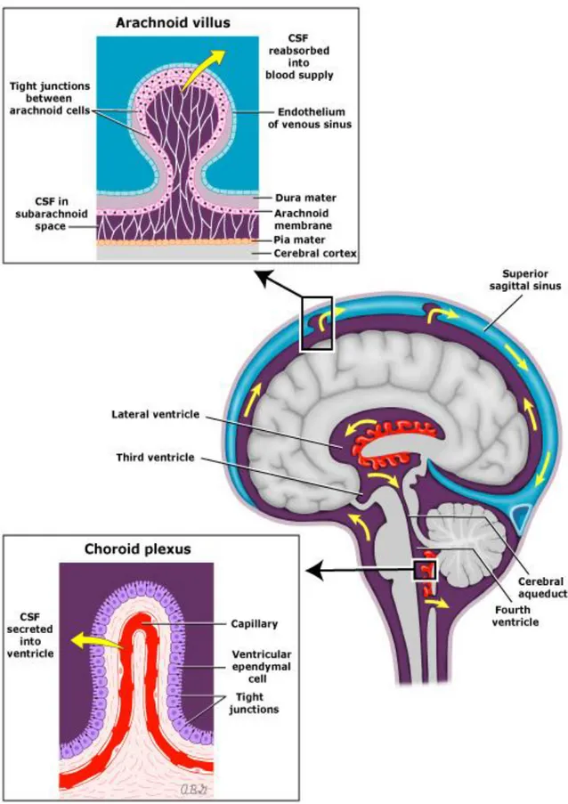 Şekil 1: Beyin omurilik sıvısı üretimi, dolaşımı ve emilimi 