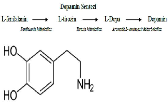 Şekil 1. Dopaminin Yapısı ve sentezi 
