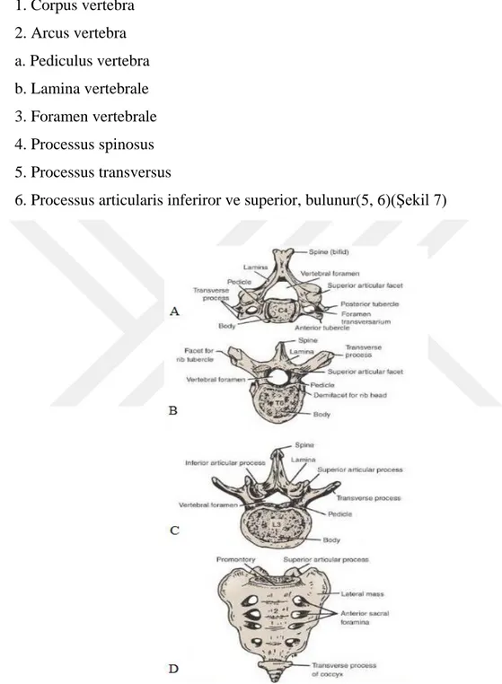 Şekil 7-C4 vertebra üstten görünümü (A), T6 vertebra üstten görünümü (B), L3  vertebra üstten görünümü (C), Sakrum ve Koksiks (D) 