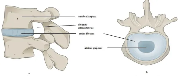 Şekil 11-A- Lomber bölgede diskus intervertebralis ve komşu vertebra korpusları ile ilişkisi,  median kesit