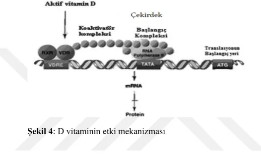 Şekil 4: D vitaminin etki mekanizması 