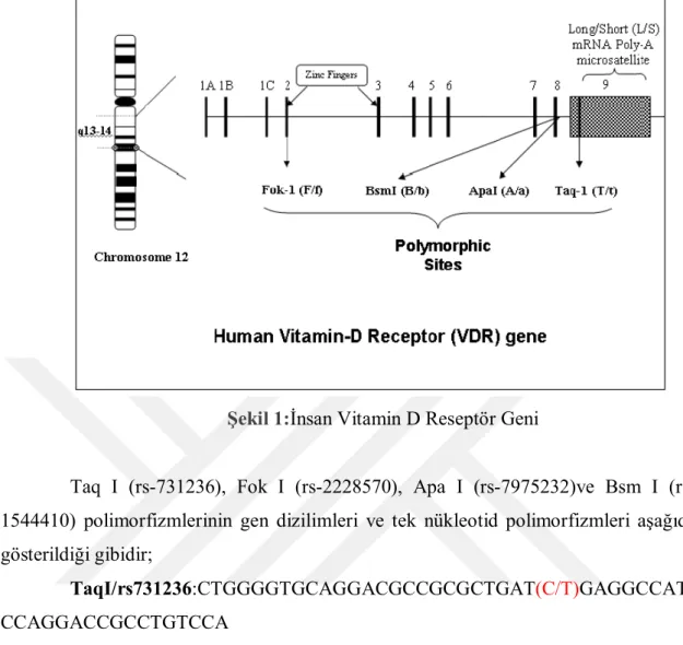Şekil 1: İnsan Vitamin D Reseptör Geni 