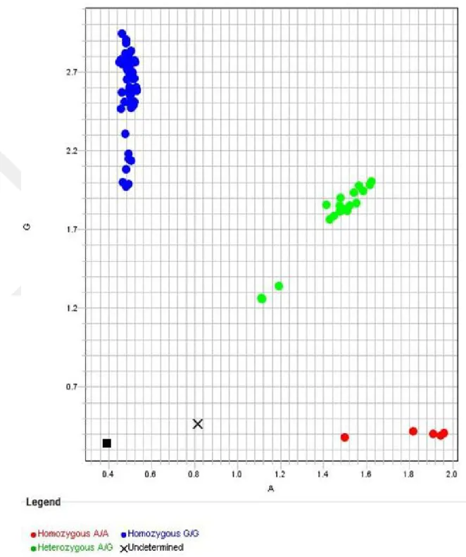 Şekil 2:Fok I Allel Genotip Dağılım Grafiği 