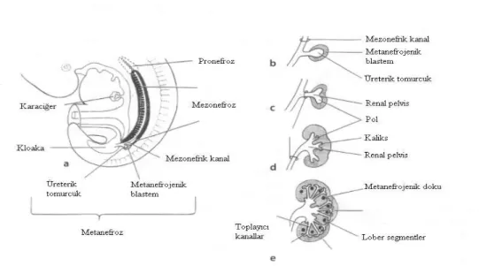 Şekil 1. Böbreğin intrauterin gelişimi: a) 5 haftalık embriyoda Pronefroz,  Mezonefroz, b-c-d-e) Metanefroz gelişimi (39)