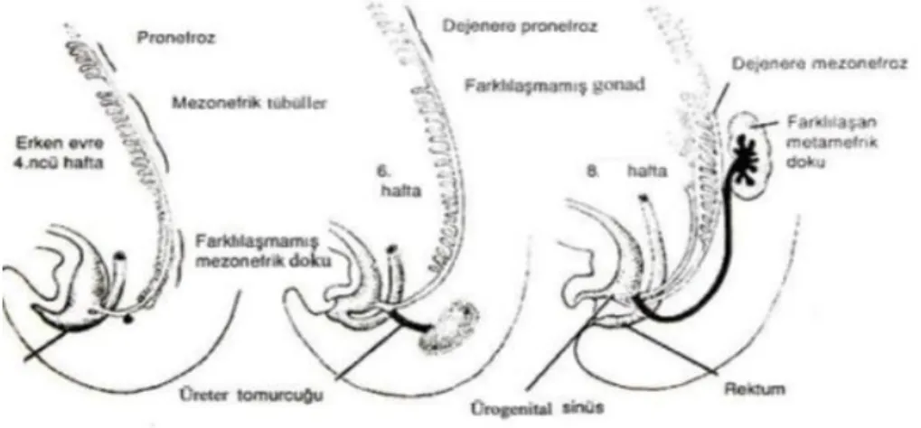 Şekil 3. Ürogenital sinus’ün gelişimi (43). 