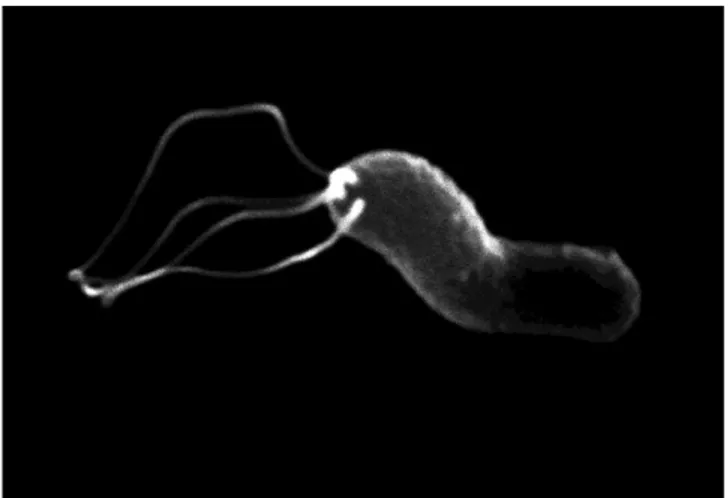 Şekil 1: Helicobacter pylori’nin  üç boyutlu görüntüsü. 