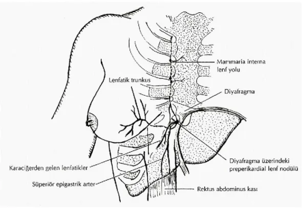 Şekil 4. Mamaria interna lenf yolu ve karaciğere giden lenfatik yol