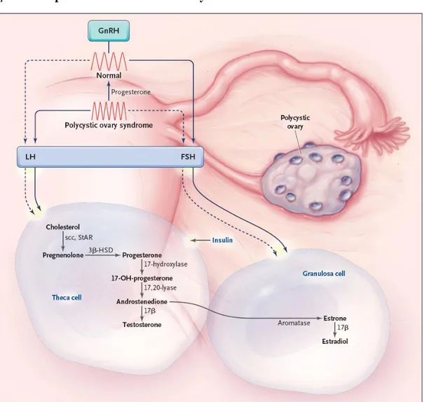Şekil 3: Hipotalamo – Pituiter – Ovaryan aks ve insülinin rolü 