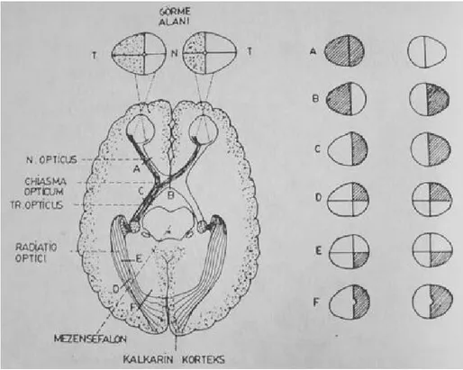Şekil 3: Gözden başlayan ve oksipital kortekste sonlanan sensöriyel görme yollarının anatomisi 