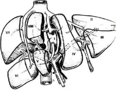 Şekil 1. Karaciğer Segment Anatomisi (14). 