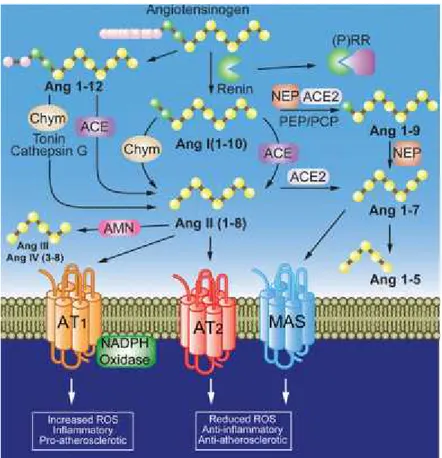 Tablo 2. Anjiyotensin II reseptörleri ve etkileri (121, 199).