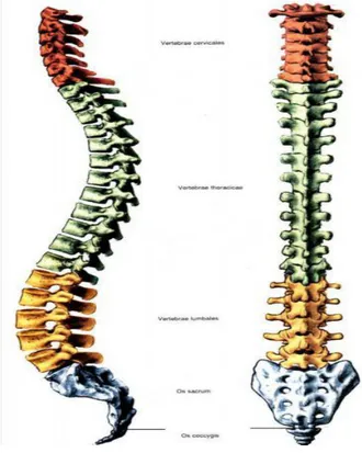 Şekil 2: Vertebral kolonun yan ve A-P görünümü 