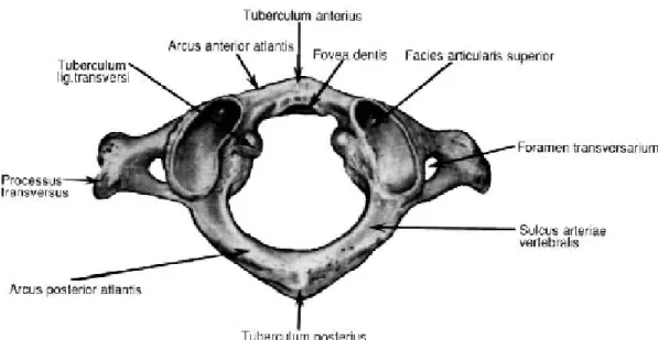 Şekil 3 : C1 Vertebranın görünümü 