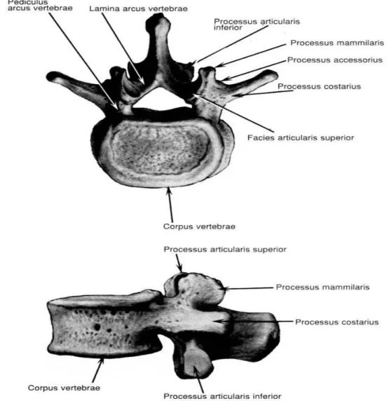 Şekil 7: Lomber vertebranın üstten ve sol yandan görünümü 