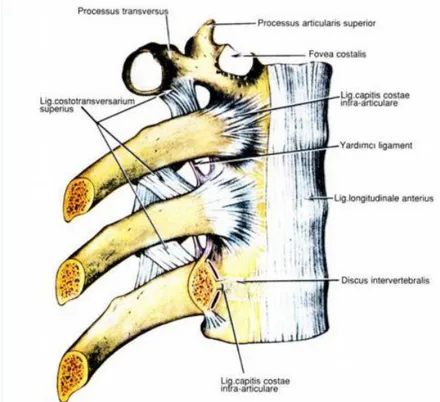 Şekil 9: Vertebranın ön ligamentleri ve kostovertebral eklemler 