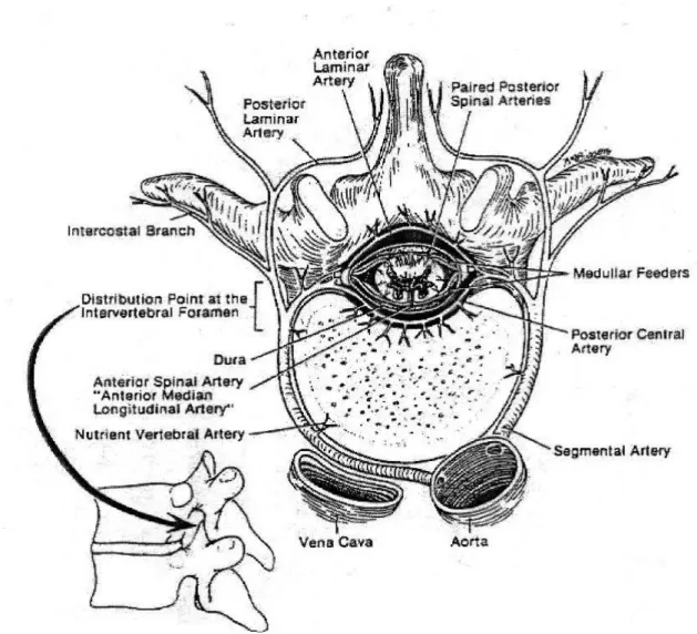 Şekil 10: Vertebranın arterial beslenmesi 