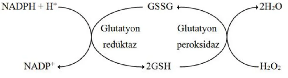 Şekil 1. Glutatyon sistemi  Glutatyon 