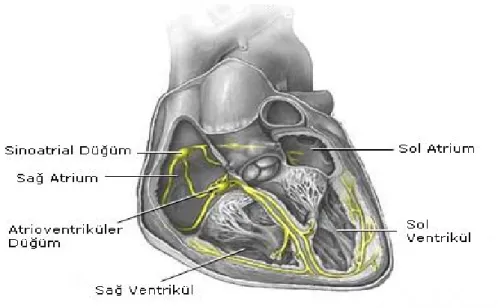 Şekil 1: Kalbin İleti Sistemi 