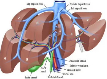 Şekil 1: Karaciğerin Segmenter Anatomisi 