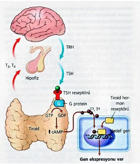 Şekil  1:    Hipotalamus,    hipofiz,    tiroid  eksenindeki  homeostaz  ve  tiroid  hormonlarının  etki 