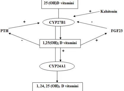 Şekil 2. FGF-23 ve vitamin D düzenlenmesi (41) 