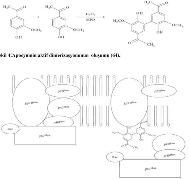 Şekil 4:Apocyninin aktif dimerizasyonunun  oluşumu (64). 