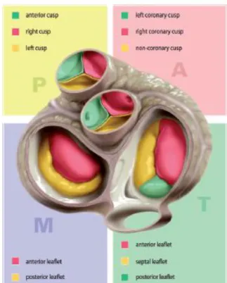 Şekil 2.2: Kalp kapaklarının birbirlerine göre konumları ve yaprakçıklarının 