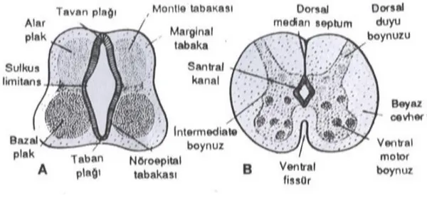 Şekil 7. Nöroblast gelişimin değişik evreleri. 