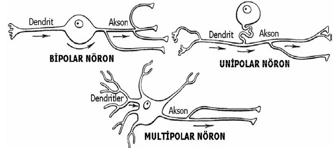 Şekil 11:Uzantılarına göre nöronların sınıflandırılması (Berry M, Bannister LH,  Standring  SM