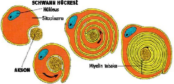 Şekil  12:Periferik  sinirin  miyelin  yapısı.  (Myers  RR.  Morphology  of  the  peripheral nervous system and its relationship to neuropathic pain