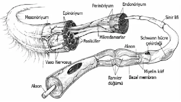 Şekil  13:Normal  periferik  sinir  anatomisi.  (Brandt  KE,  Mackinnon  SE:  Microsurgical  repair  of  peripheral  nerves  and  nerve  grafts
