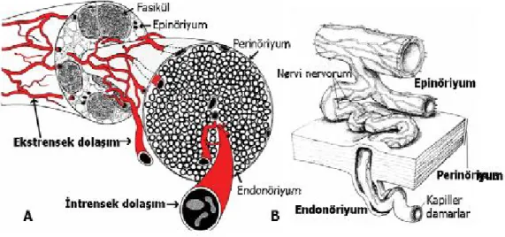Şekil 16:Periferik sinirlerin mikrovasküler dolaşımı. (Myers RR. Morphology of  the  peripheral  nervous  system  and  its  relationship  to  neuropathic  pain