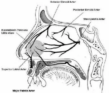 Şekil 4.  Burun septumunun arterleri. (Ketenci İ. Burun damarsal Anatomisi. Epistaksis özel  sayısı