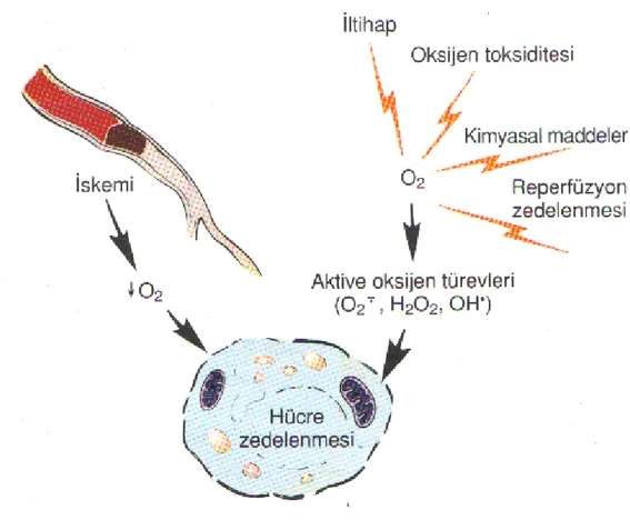 Şekil  8.  Hücre  zedelenmesinde  oksijenin  rolü.  İskemi  hücresel  oksijen  teminini  azaltarak hücre zedelenmesine neden olur (54)