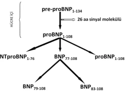 Şekil 1. PreproBNP molekülü ve bundan türeyen peptidler 