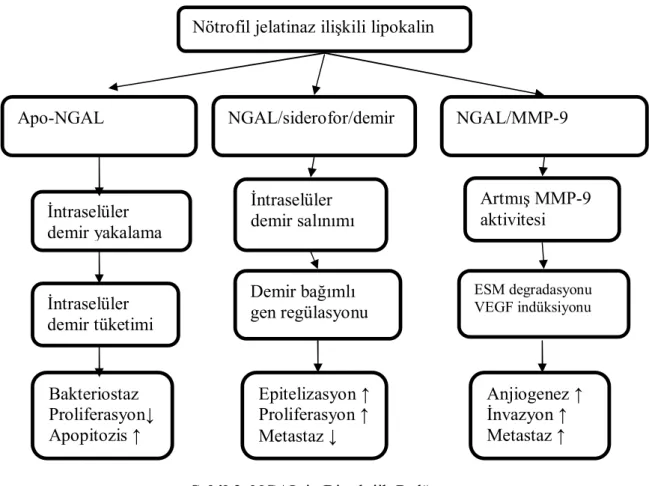 Şekil 3. NGAL in Biyolojik Rolü 