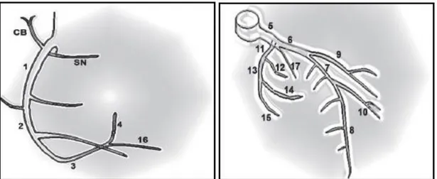 Şekil 1. Koroner arter segmental anatomisi  (29). [1: RCA proksimal segment, 2: RCA orta segment, 3: 
