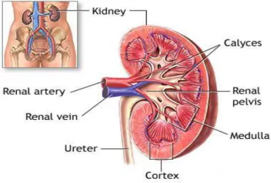 Şekil 1. Böbrek Anatomisi (19). 