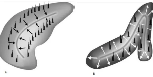 Şekil 5. Makulalardaki silia hareket yönleri A.utrikül B.Sakkül (Cummings Otolaryngology Head and 