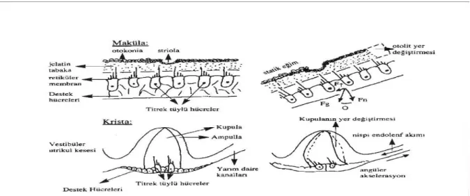Şekil 6. Makula ve kristaların yapısı. (Akyıldız N. Kulak hastalıkları ve Mikrocerrahisi cilt 1; sayfa:  66,1998) 