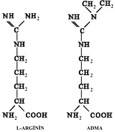 Şekil 3.1. Arjinin ve ADMA’nın moleküler formülleri 