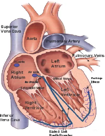 Şekil 2.1. Sağ kalp anatomisi 