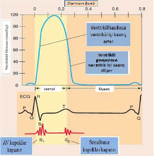 Şekil  2.2.  Ventrikül  içi  basınçlar  ile  EKG  arasındaki  ilişki.  QRS  dalgası(ventrikül  depolarizasyonu)  sistolun  başında,  T  dalgası(ventrikül  repolarizasyonu)  ise  diyastolun  başlangıcında oluşur