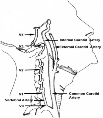 Şekil 1. Vertebral arter anatomisinin şematik gösterimi 
