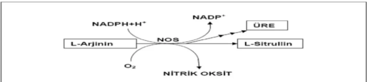 Şekil 1: Arjinin Üre Döngüsünde NO Üretimi 