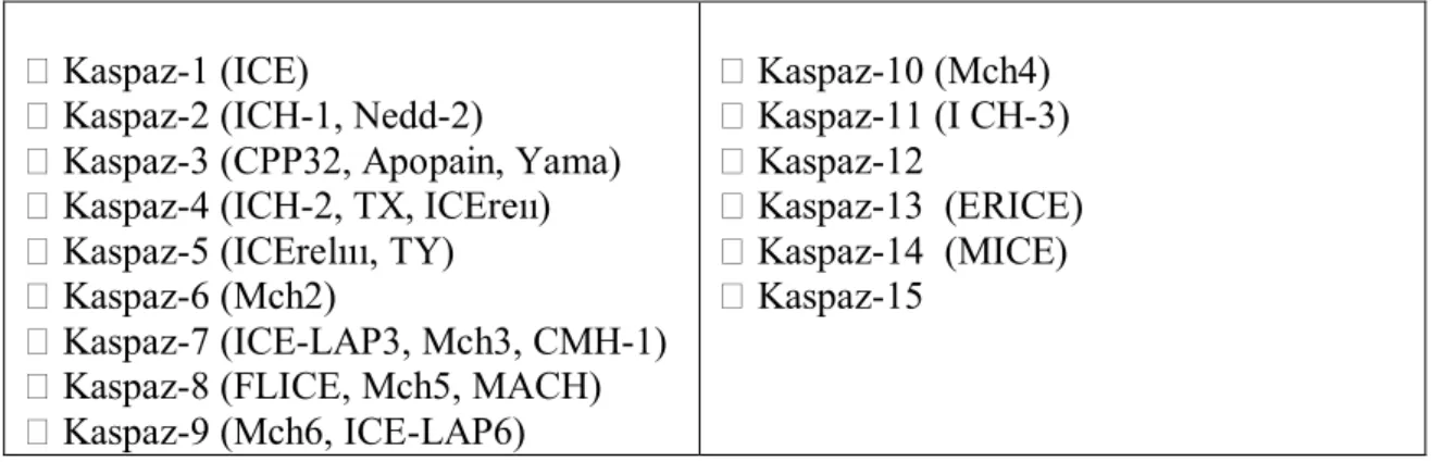 Tablo 3: Kaspazlar ve diğer isimleri 