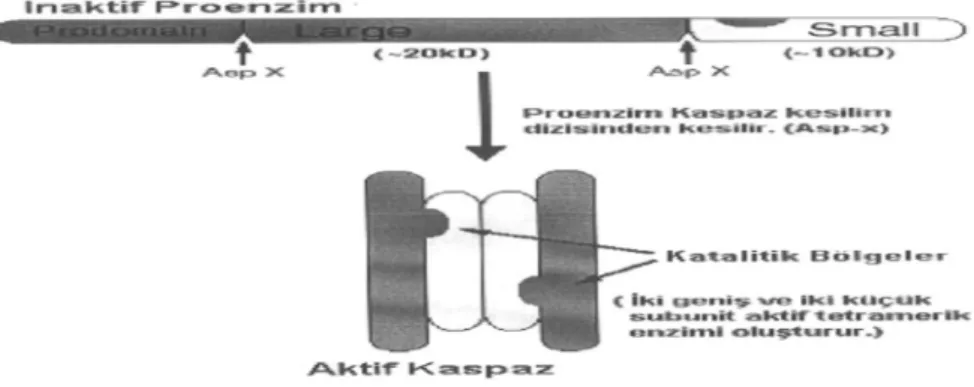Şekil 7: Aktif kaspazın yapısı 