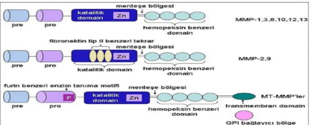 Şekil 8: MMP enzimlerinin moleküler yapısı 