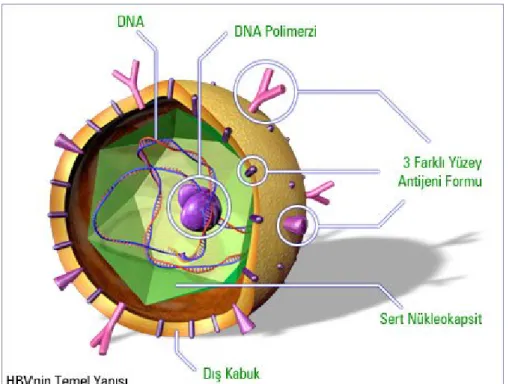 Şekil 1: HBV’nin temel yapısı
