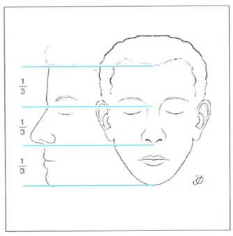 Şekil 8:Yüzün yatay planda üç eşit parçaya bölünmesi (12). 